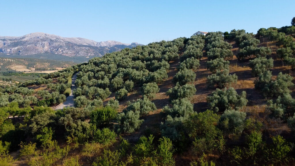 Cortijo El Jaral del Brosque