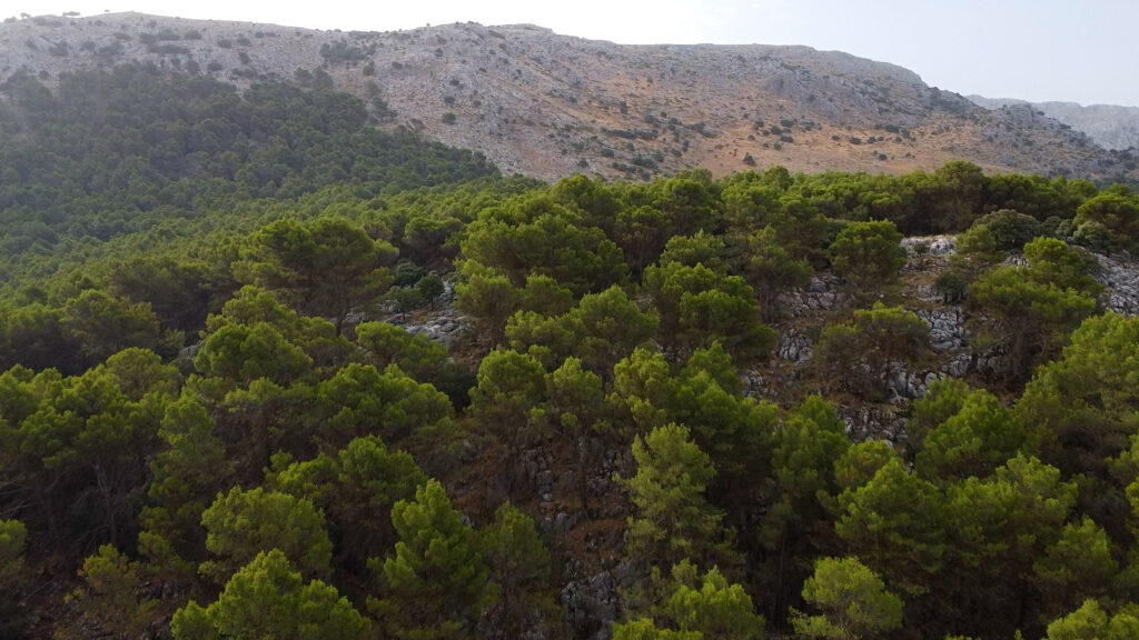 Finca Olea