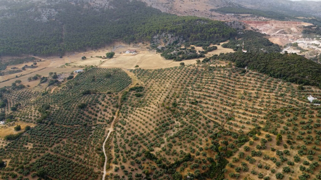 Finca Olea