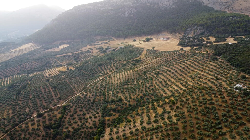 Finca Olea