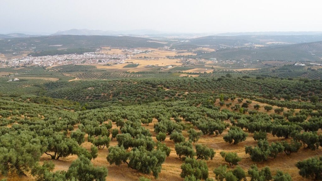 Finca Olea