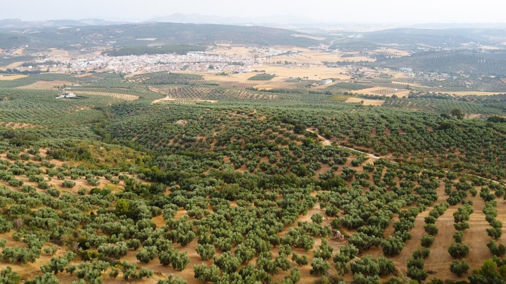 Finca Olea
