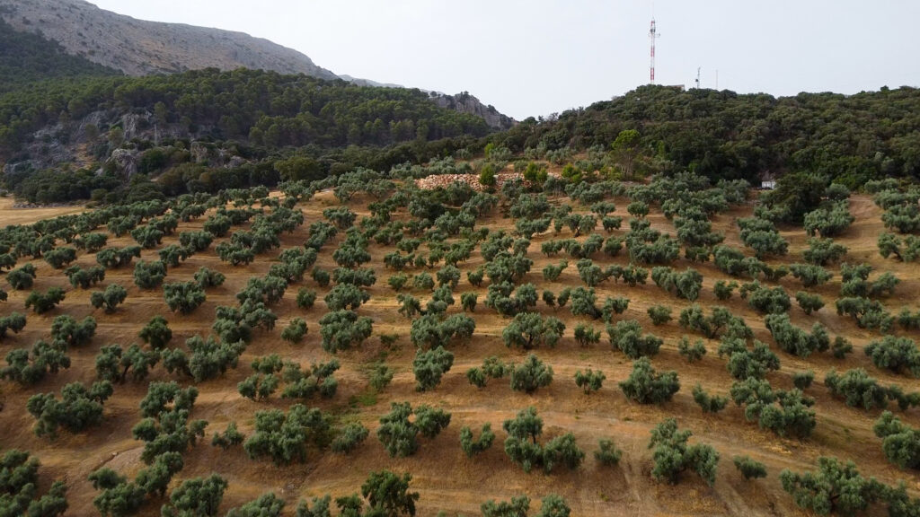 Finca Olea