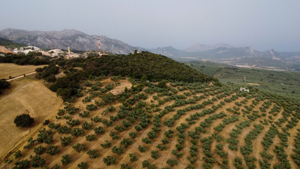 Finca Olea