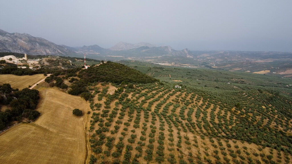 Finca Olea